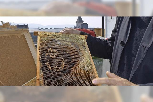 Bienen auf dem Stadthaus