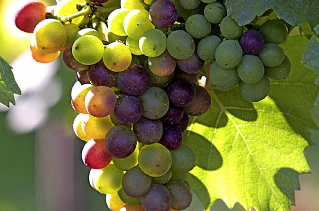 Weil Wein knapp war, steigen die Weinpreise.  | Foto: DPA