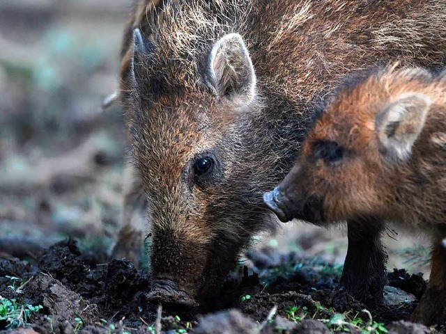 Streitfall Jagdgesetz: Wann und wo sind die Wildschweine frei zum Abschuss?  | Foto: DPA