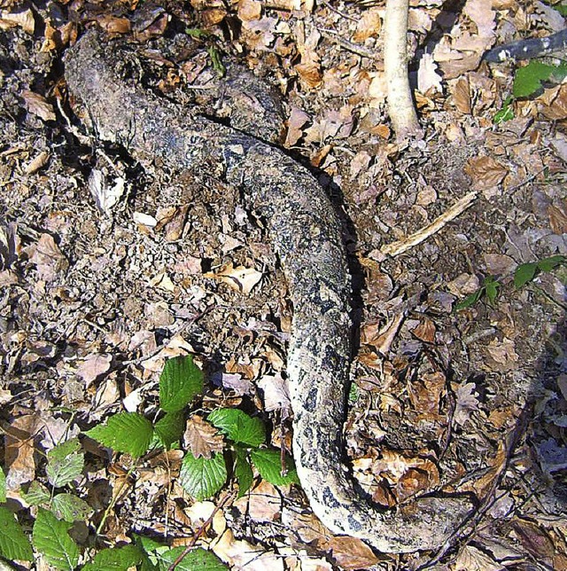 Die tote Schlange im Wald  | Foto: zvg