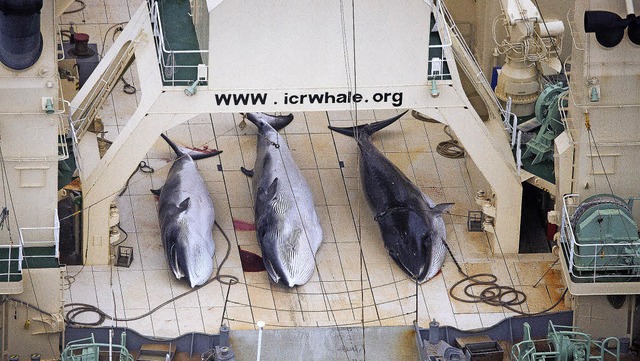 Minkwale liegen im Januar 2014 an Deck eines japanischen Walfngers.  | Foto: dpa