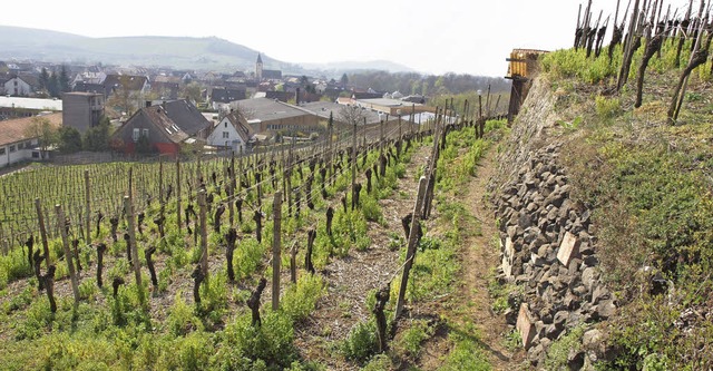 Rebflurneuordnung in Sasbach: Bergen E...age beschftigt derzeit die Gemeinde.   | Foto: Michael Haberer