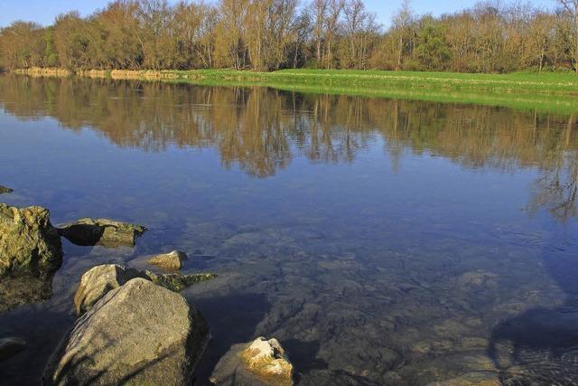 Forellen und schen machen sich im Rhein rar - warum?