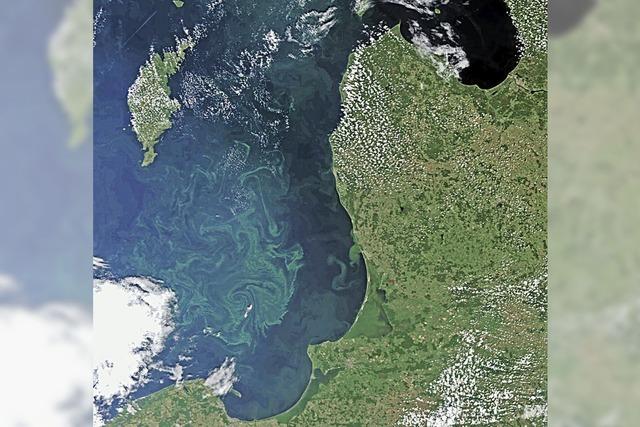 In der Ostsee wird der Sauerstoff knapp - Experten warnen