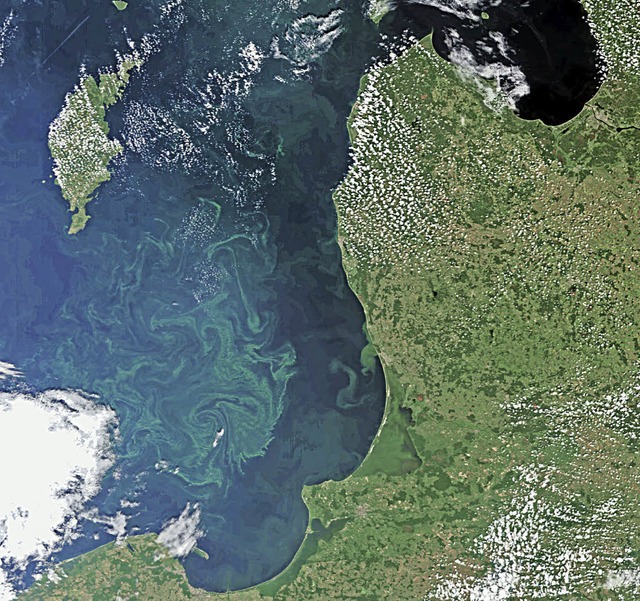Algenblte 2010 in der Ostsee vor der ...cht (unten), Kaliningrad  und Litauen   | Foto: dpa