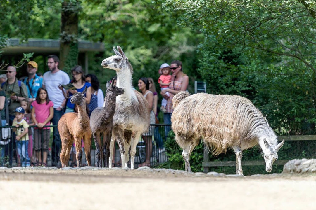 Das Lamagehege  | Foto: Zoo Basel