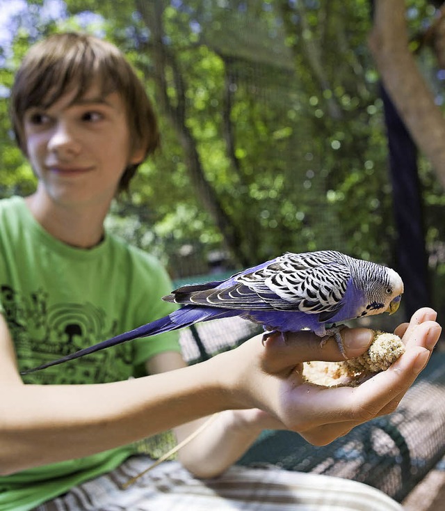 Piep-Show: Gezwitscher im Vogelpark Steinen  | Foto: Anita Fertl