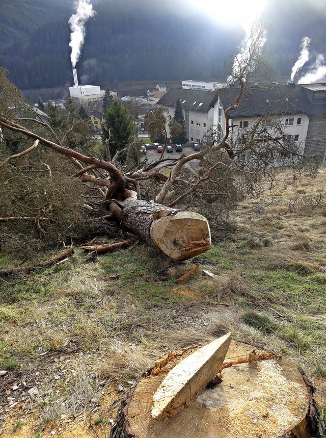 Dieser Baum auf der knftigen Schafwei...fallen, wie von Verwaltung berichtet.   | Foto: Privat