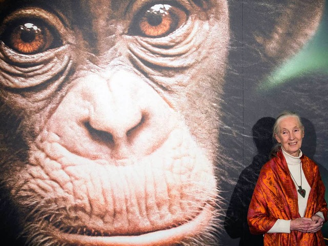 Jane Goodall hlt heute vor allem Vort...die von ihr erforschten Schimpansen.    | Foto: dpa