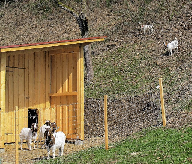Ziegen sind zur Offenhaltung der Landschaft ntzlich.   | Foto: Fotos: Clemens Weis
