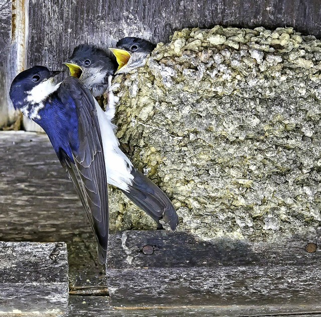 Mehlschwalben nisten gerne in der Nhe der Menschen.   | Foto: Schweizerische Vogelwarten Sempach