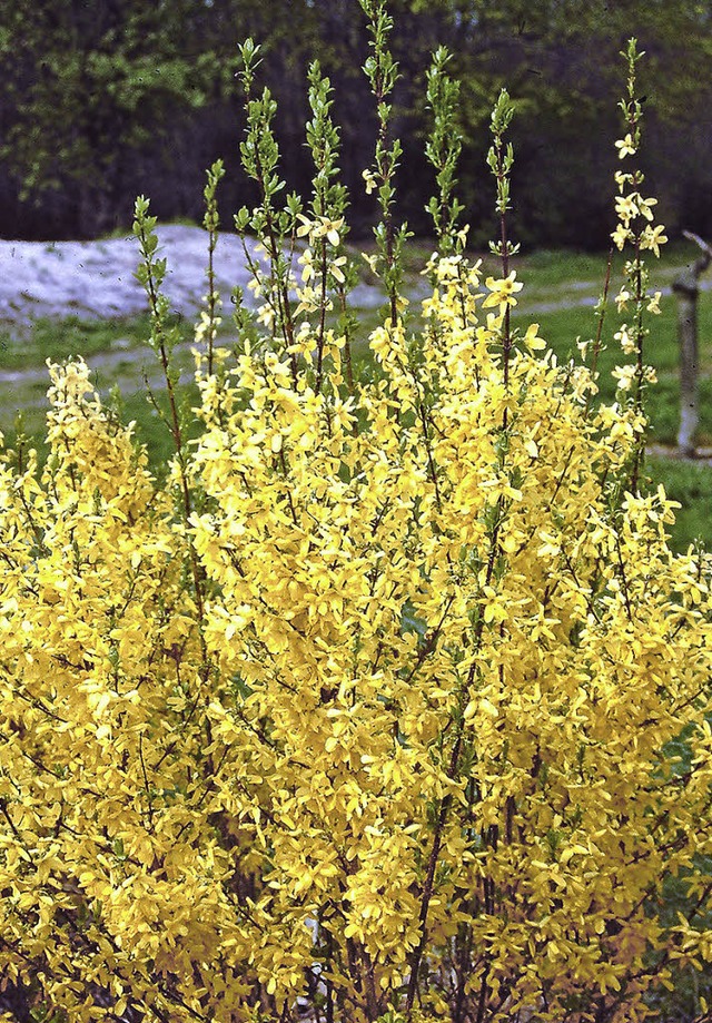 Beim Schnitt nach der Blte blht die Forsythie in jedem Jahr voll.  | Foto: Klaus Nasilowski