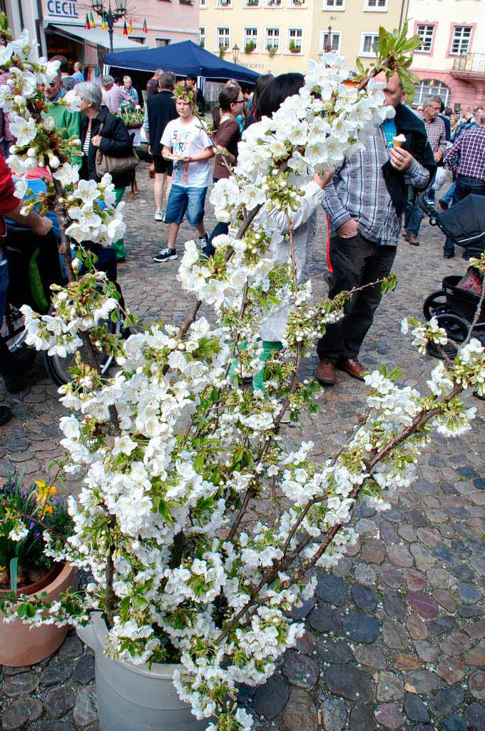 Blhendes Endingen und Antikmarkt