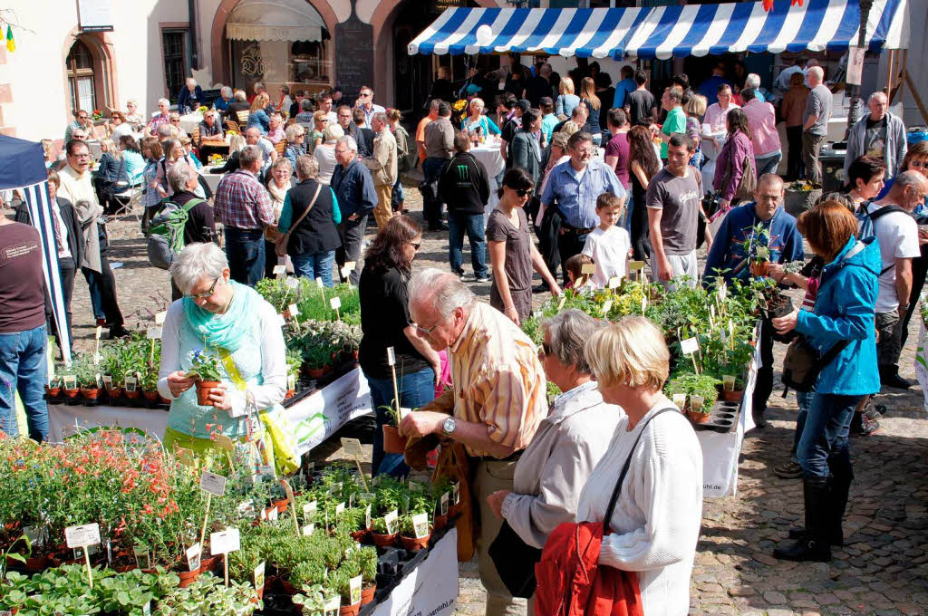 Blhendes Endingen und Antikmarkt: Vielfalt fr den heimischen Garten gab es auf dem Marktplatz.