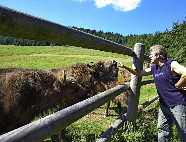 Auch sie faszinieren Touristen, die in... lebendiger Teil des Rinderlehrpfads.   | Foto: archivfoto: Andr Hnig