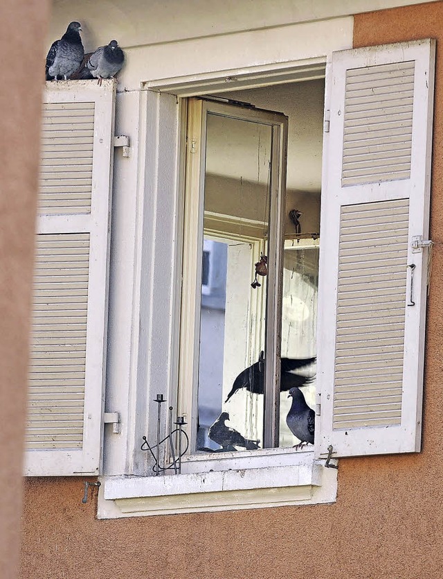 Die Tauben flattern stndig in der Wohnung ein und aus.  | Foto: Fotos: Rita Eggstein