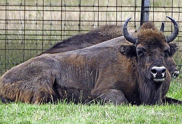 Der Wisent, ein massiges Wildrind, soll 2015 in die Lange Erlen kommen.   | Foto: gramespacHer