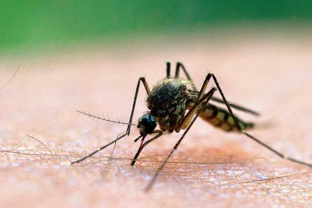 Warum gibt es am Oberrhein so viele Mücken?