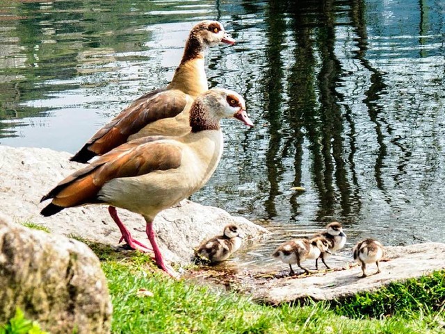 BZ-Leser Peter Stahl hat die Staufener Nilgans-Familie abgelichtet.  | Foto: Peter Stahl