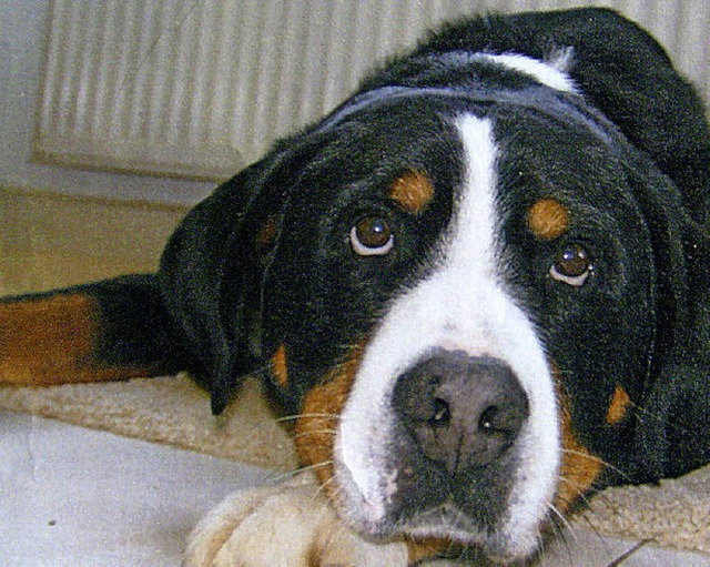 Kann dieser se Hund wirklich Kinderschokolade klauen?   | Foto: privat