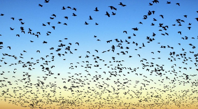Nonnengnse fliegen im Sonnenuntergang.   | Foto: dpa/Zeichnung:Terelle
