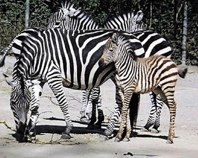 Das Zebrajunge  bleibt  anfangs in der Nhe der Mutter.  | Foto: privat