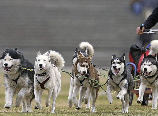 Rundfahrt mit Huskies: Sechs Hunde werden vor einen Wagen gespannt.   | Foto: ddp