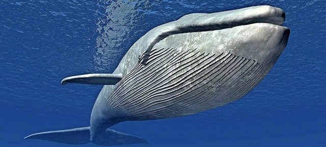Der Blauwal ist das grte Tier  der Erde.   | Foto: Rosskothen (Fotolia)