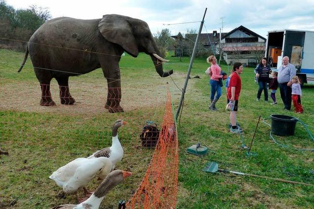 Elefant Benjamin: Tiermediziner geben Circus Luna vollen Rckhalt