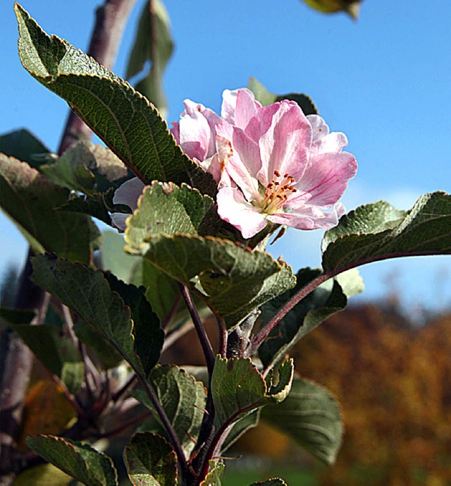 Die Apfelblte  findet im Durchschnitt immer frher statt.  | Foto: dpa