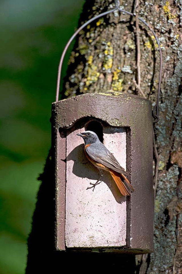 Ein Gartenrotschwanz zieht  ein  | Foto: Ingo Seehafer