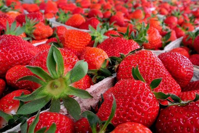 Erste Erdbeeren aus der Region sind auf dem Markt