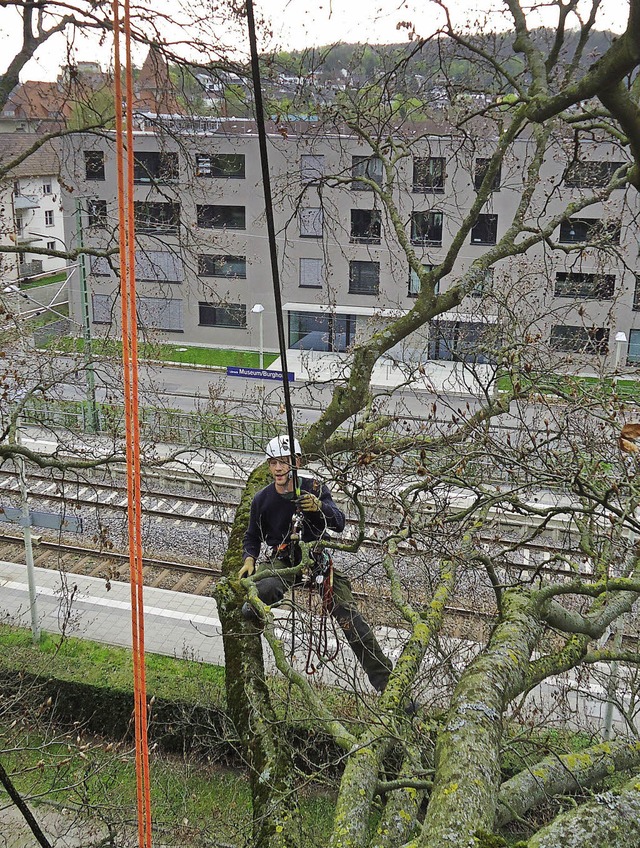 Arbeit in luftiger Hhe: Baumpflegeeinsatz beim Niederfeldplatz   | Foto: Privat