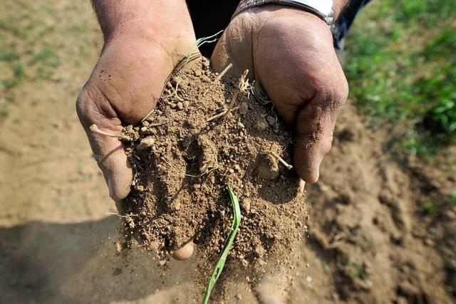 Trockenheit in der Ortenau: Landwirte hoffen auf Regen