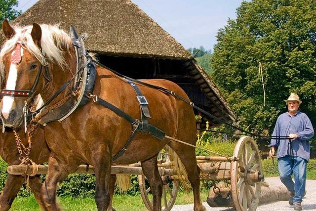 Vogtsbauernhof feiert 50. Geburtstag