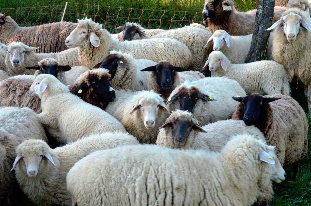 Zwischen 150 und 170 Lämmer bringen Edgar Engists Schafe jedes Jahr auf die Welt  | Foto: Tanja Bury