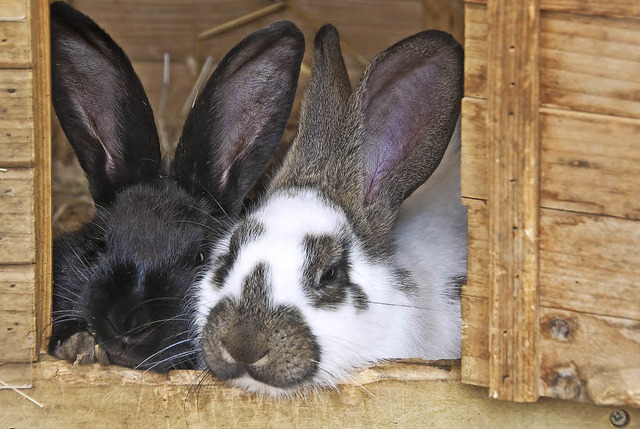 Besser zweisam statt einsam: Kaninchen schtzen Gesellschaft.   | Foto: Andrea Schiffner
