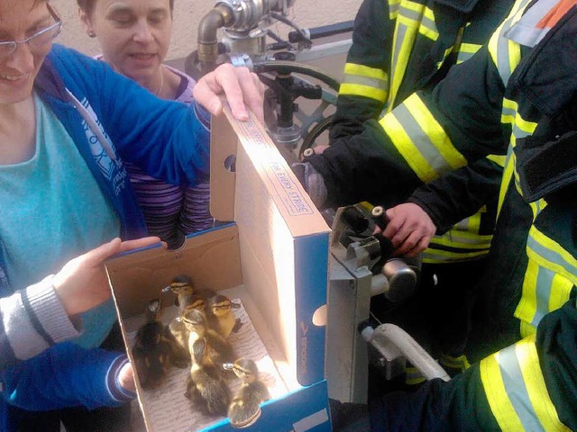 Gerettet: Die Jungkken in einem Schuhkarton  | Foto: Feuerwehr Offenburg