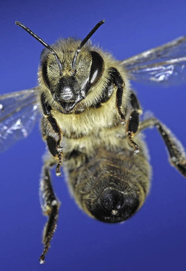 Ohne Bienen kommt die Natur ganz schn ins Schlingern.   | Foto: Koch