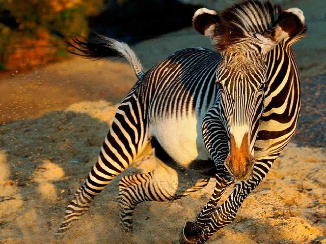 Ein Zebra tobt durch den neuen Pariser Zoo.   | Foto: Parc Zoologique