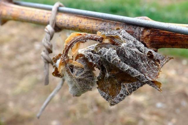 Frostige Nchte um Ostern: Obst stark beschdigt