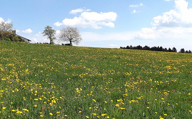 Auf den Wiesen des sdlichen Hotzenwal...en jetzt schon die ersten Bltenmeere.  | Foto:  WOLFGANG ADAM