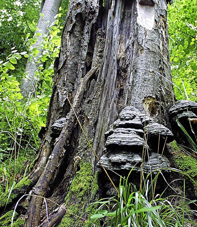 Abgestorbene Stmme dienen dem Wald als Nhrstoff  | Foto: Schneider