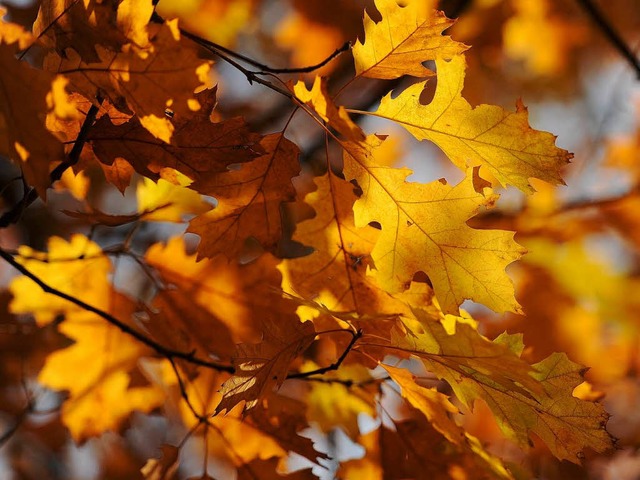 Eichenbltter im Herbst   | Foto: DPa