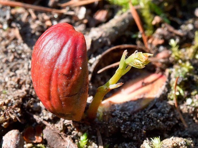 Ein Eichenkeim   | Foto: Dpa