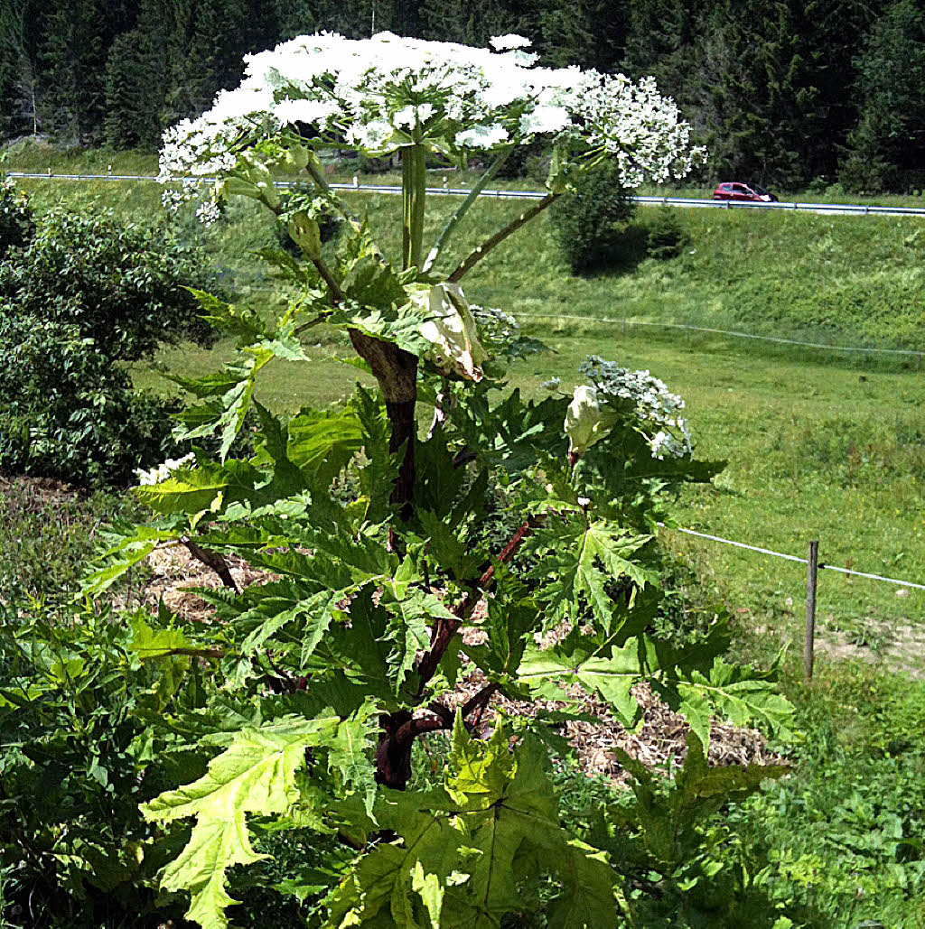 Mit Sense und Chemie Sulzburg Badische Zeitung
