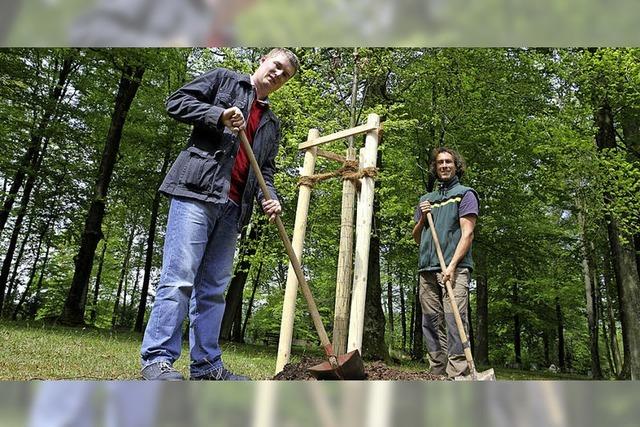 Drei Bume im Zeichen der Wiedervereinigung