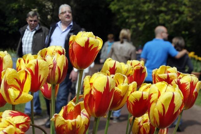 Fotos: Tulpenfest im Lahrer Stadtpark