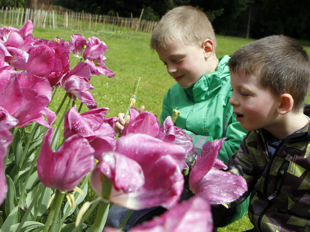 Die Tulpen im Lahrer Stadtpark waren am Sonntag vom Regen etwas mitgenommen. Schn anzuschauen waren sie trotzdem.