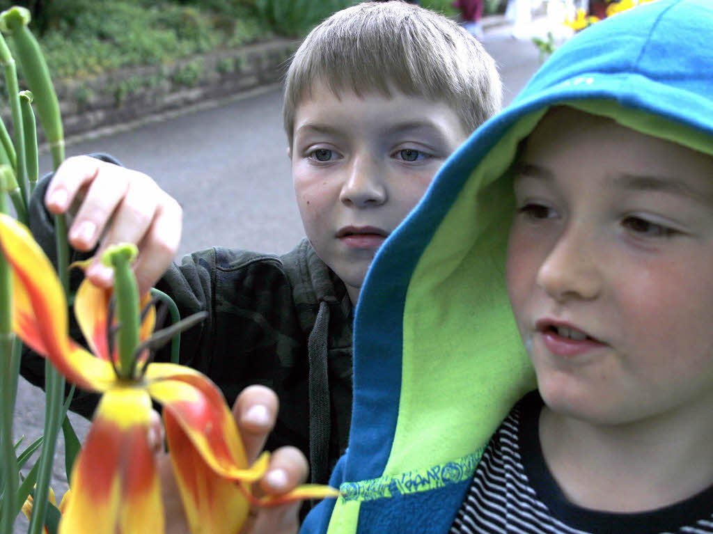 Die Tulpen im Lahrer Stadtpark waren am Sonntag vom Regen etwas mitgenommen. Schn anzuschauen waren sie trotzdem.